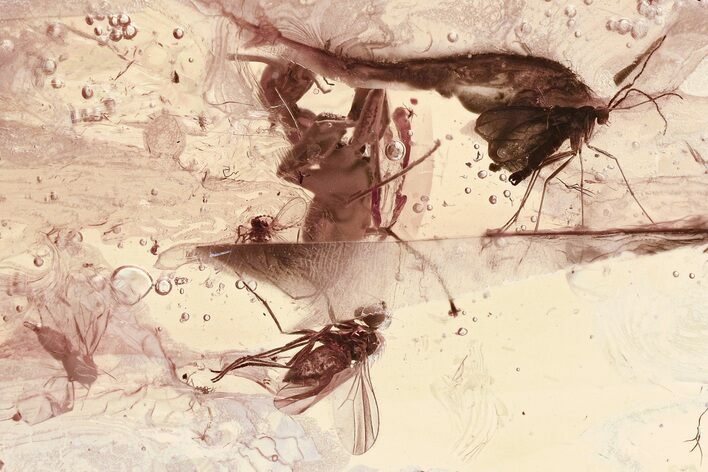 Fossil Ant, White Fly, Gnat, Fly, and Midge In Baltic Amber #325429